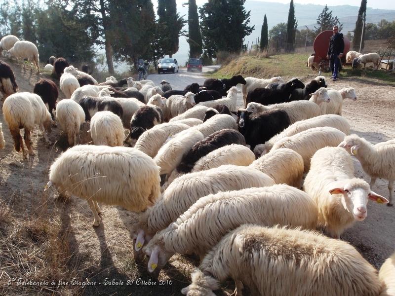 0272.JPG - Qui siamo vicino alla tenuta di palazzo massaini, a circa 4 km da Pienza...