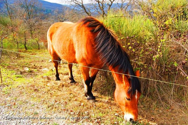 0652.JPG - Lungo la via un bel cavallo