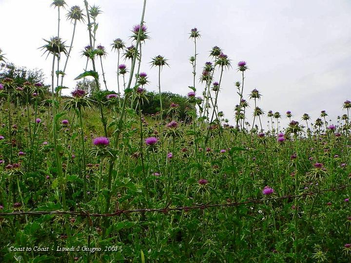 DSCN3239.JPG - Guardano verso il cielo