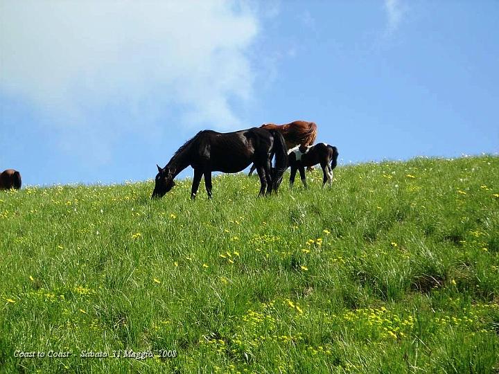 DSCN2917.JPG - Altro puledrino