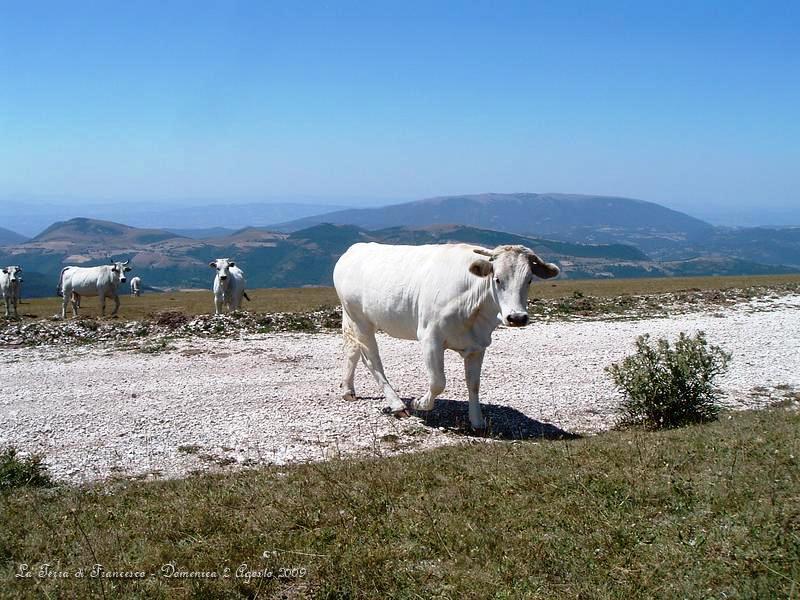 DSCF1176.JPG - Qui siamo sul Monte Pennino