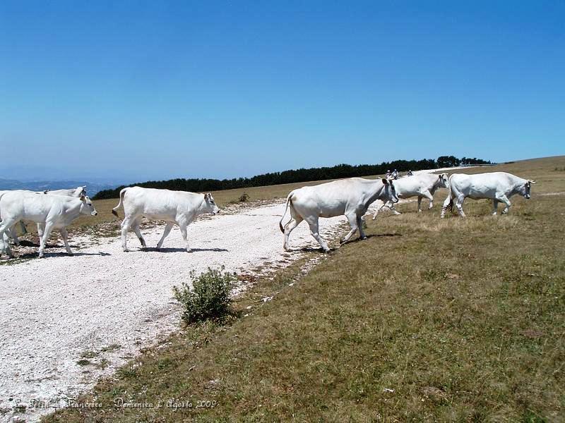 DSCF1180.JPG - Qui siamo sul Monte Pennino