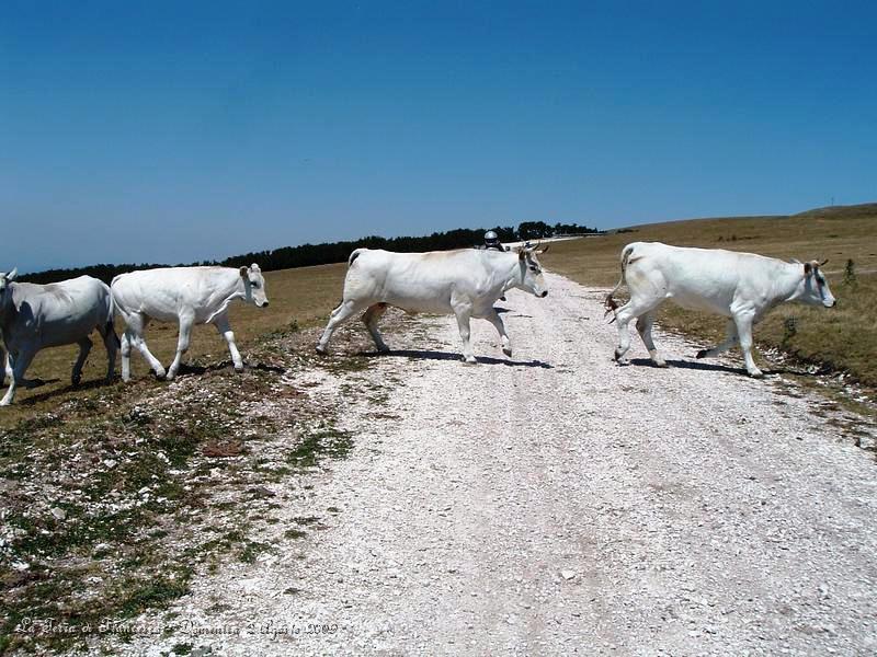 DSCF1182.JPG - Qui siamo sul Monte Pennino