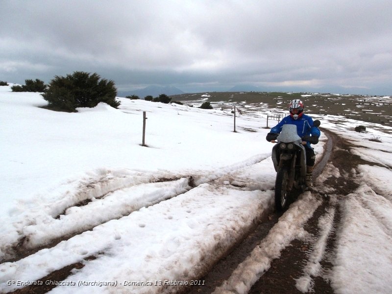 0188.JPG - Simofede sulla neve