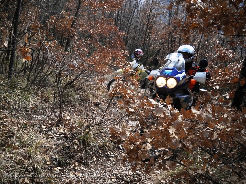 DSCN7120.JPG - Ecco, strappetto impegnativo in mezzo al bosco...